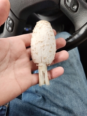 Coprinus comatus