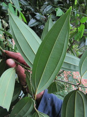 Cinnamomum