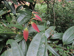Cinnamomum