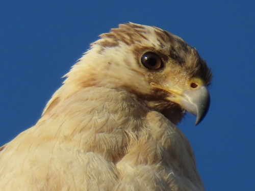 Common Black Hawk (Buteogallus anthracinus), a species recorded in Arizona