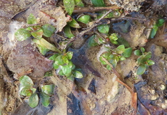 Ludwigia repens
