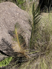 Encephalartos ghellinckii