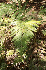 Pteridium aquilinum
