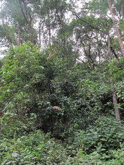 Cinnamomum