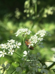 Cantharis nigricans