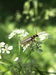 Cantharis nigricans