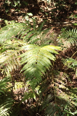 Pteridium aquilinum