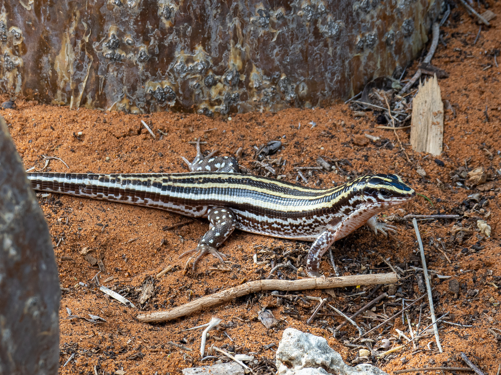 Four-lined Girdled Lizard