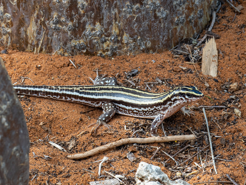 Four-lined Girdled Lizard
