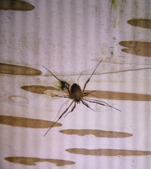 Oligolophinae