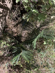 Encephalartos ghellinckii