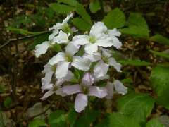 Cardamine heptaphylla