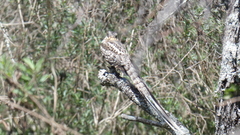 Hydropsalis torquata
