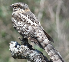 Hydropsalis torquata