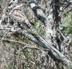 Hydropsalis torquata