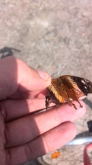 Asterocampa idyja argus