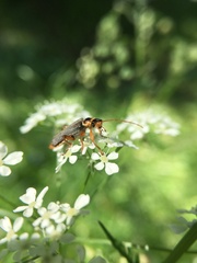 Cantharis nigricans