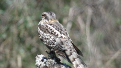 Hydropsalis torquata