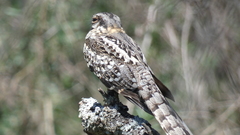 Hydropsalis torquata