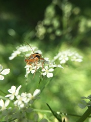 Cantharis nigricans
