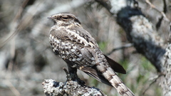 Hydropsalis torquata