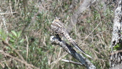 Hydropsalis torquata