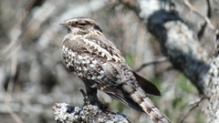 Hydropsalis torquata