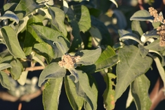 Buddleja sessiliflora