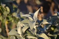 Buddleja sessiliflora