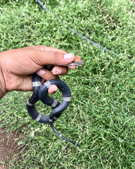 Pseudoleptodeira latifasciata