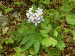 Cardamine heptaphylla