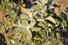 Buddleja sessiliflora