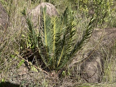 Encephalartos ghellinckii