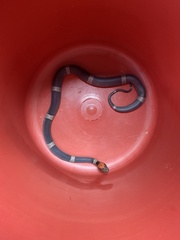 Pseudoleptodeira latifasciata