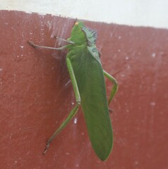 Steirodon