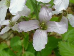 Cardamine heptaphylla