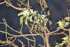 Buddleja sessiliflora