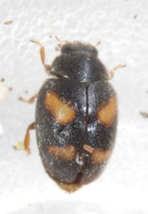 Nephus quadrimaculatus