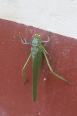Steirodon