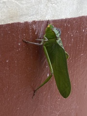 Steirodon