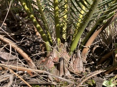 Encephalartos ghellinckii