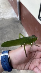 Steirodon
