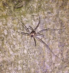 Dicranopalpus larvatus