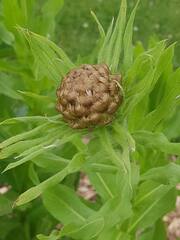 Centaurea macrocephala