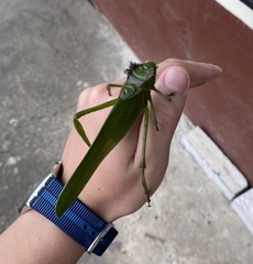 Steirodon
