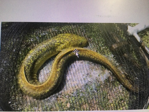 African mottled eel (Anguilla nebulosa) — Anguillidae