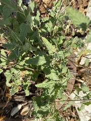 Sphaeralcea hastulata