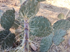 Opuntia robusta