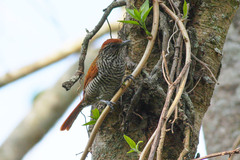 Thamnophilus multistriatus