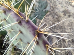 Opuntia robusta